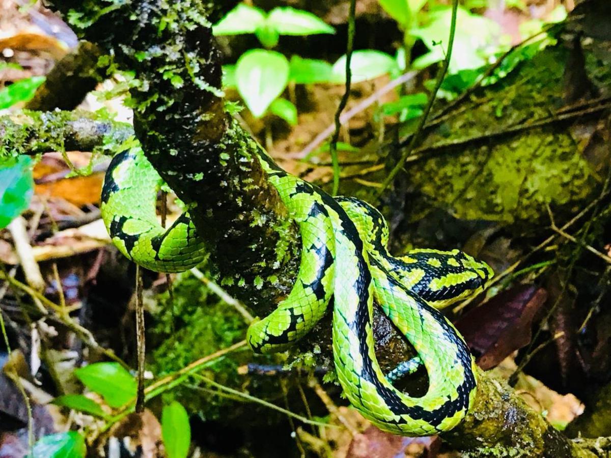 דניאיאה Rainforest Mount Lodge מראה חיצוני תמונה